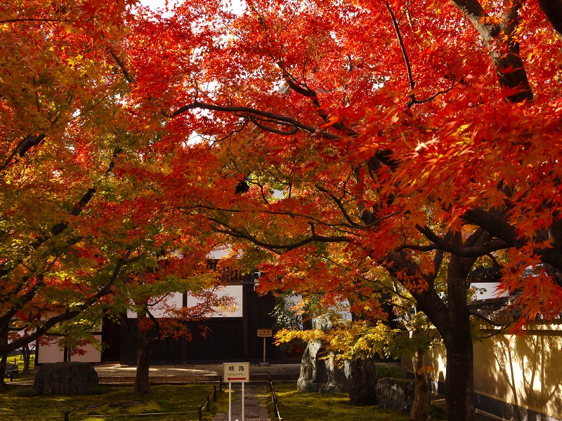 紅葉シーズンの特別拝観 大徳寺 黄梅院 アクセスは市バスが便利 日本の風景